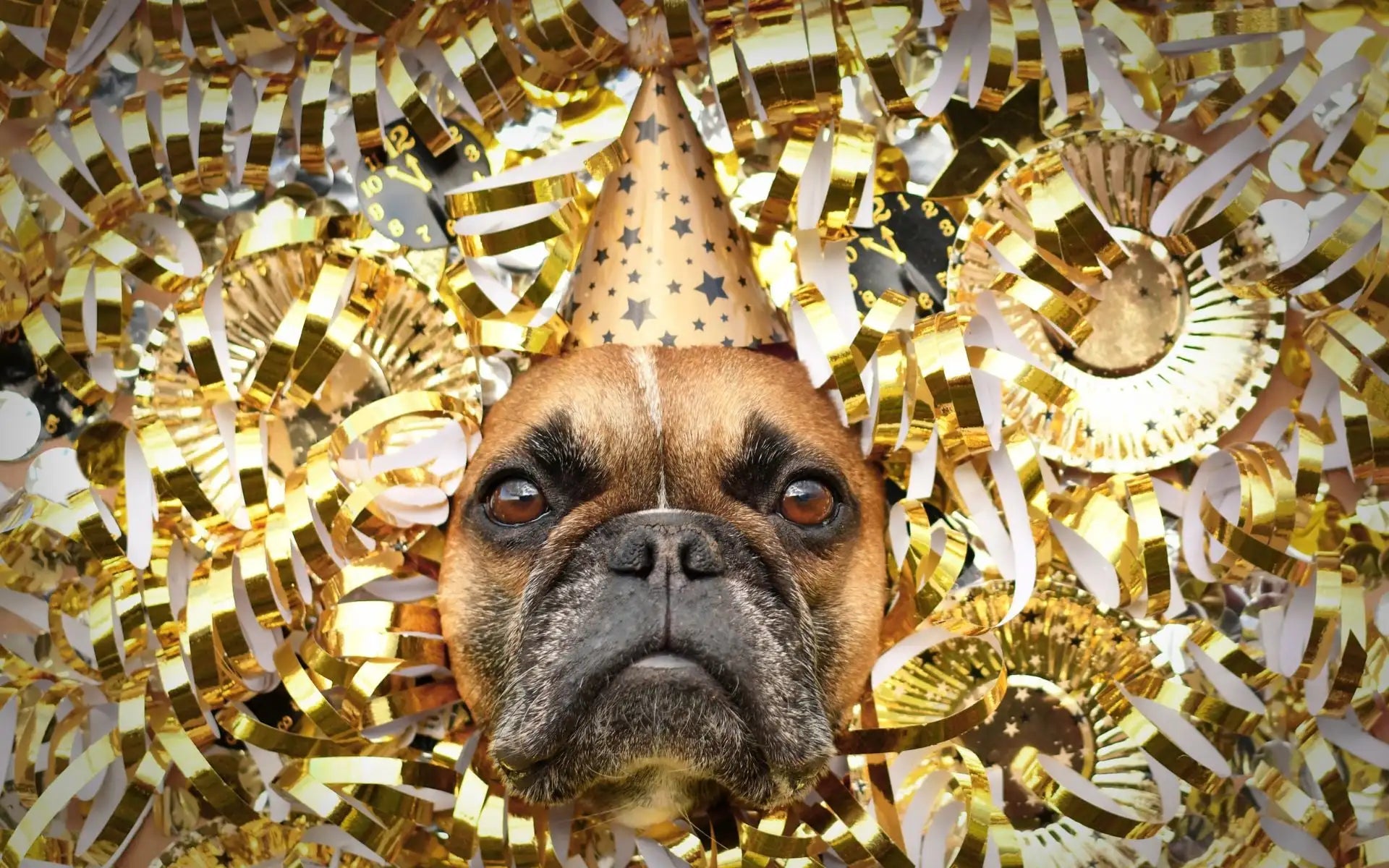 Brązowy i czarny buldog francuski noszący złoty kapelusz imprezowy z wzorami gwiazd.
